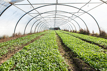 Image showing organic radish planting in greenhouses