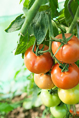 Image showing Organic tomatoes in a greenhouse