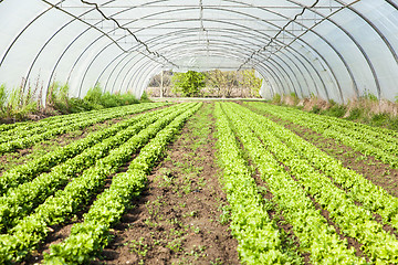 Image showing culture of organic salad in greenhouses