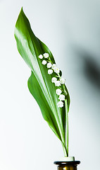 Image showing lily of the valley with 13 bells lucky