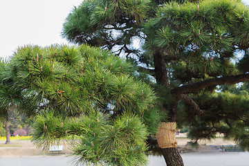 Image showing pine trees at hamarikyu gardens park in tokyo