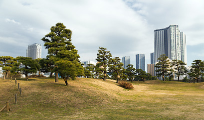 Image showing pine trees at hamarikyu gardens park in tokyo