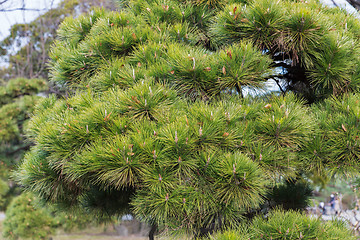 Image showing close up of green pine tree branch