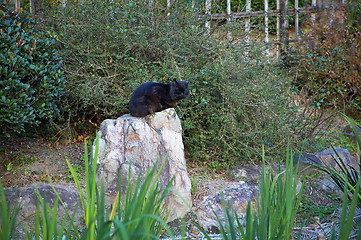 Image showing cat on the stone