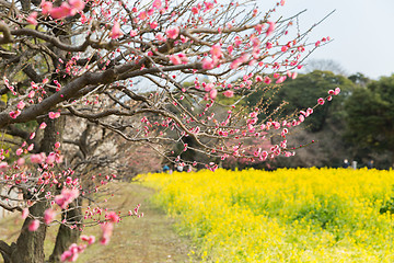 Image showing close up of beautiful blooming sakura tree at park