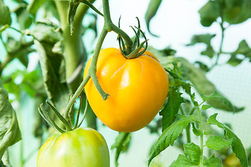 Image showing Organic tomatoes in a greenhouse