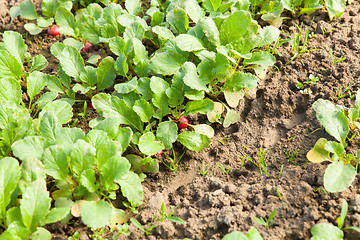 Image showing organic radish planting in greenhouses