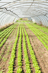 Image showing culture of organic salad in greenhouses