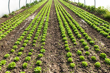 Image showing culture of organic salad in greenhouses