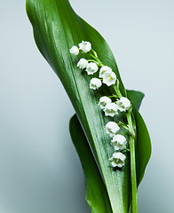 Image showing lily of the valley with 13 bells lucky