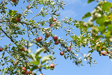 Image showing apples in an apple tree in summer