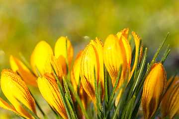 Image showing crocus yellow in the morning frost