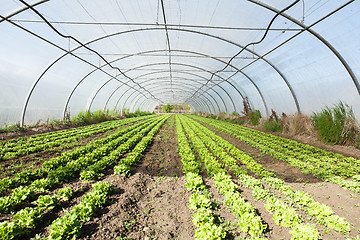 Image showing culture of organic salad in greenhouses