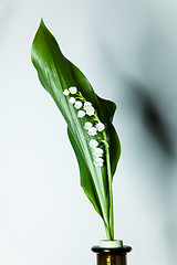 Image showing lily of the valley with 13 bells lucky