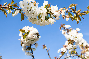 Image showing flowering cherry branch on a blue sky