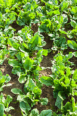 Image showing culture of organic salad in greenhouses