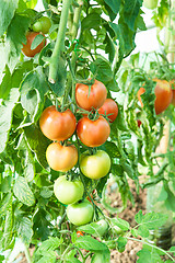 Image showing Organic tomatoes in a greenhouse