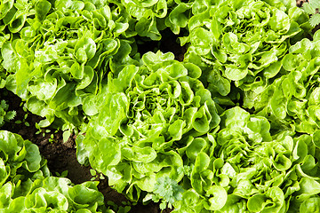 Image showing culture of organic salad in greenhouses