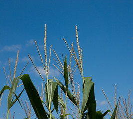 Image showing Corn Plant Tops