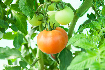 Image showing Organic tomatoes in a greenhouse