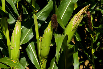 Image showing Three Ears Of Corn