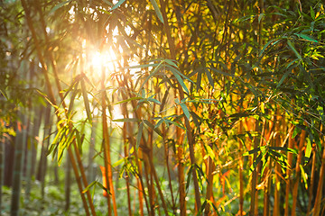 Image showing Sun shining through bamboo leaves 