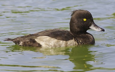 Image showing Tufted duck