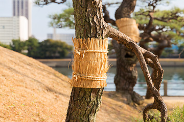 Image showing close up of pine tree at hamarikyu gardens park