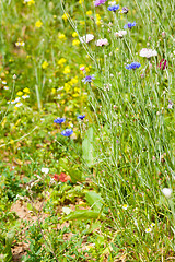 Image showing flower meadow