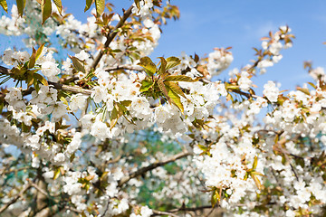 Image showing flowering cherry branch on a blue sky