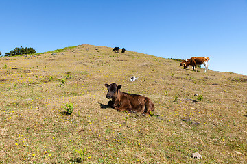 Image showing Cow and veal pasture in the mountains madeira