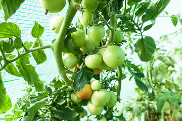 Image showing Organic tomatoes in a greenhouse