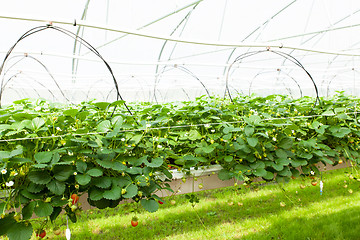 Image showing culture in a greenhouse strawberry and strawberries