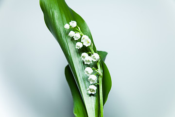 Image showing lily of the valley with 13 bells lucky