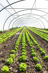 Image showing culture of organic salad in greenhouses