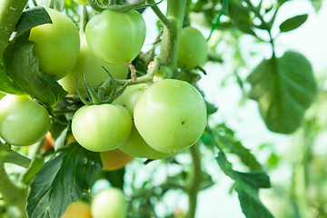 Image showing Organic tomatoes in a greenhouse