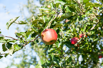 Image showing apples in an apple tree in summer