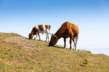 Image showing Cow and veal pasture in the mountains madeira