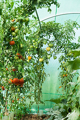 Image showing Organic tomatoes in a greenhouse