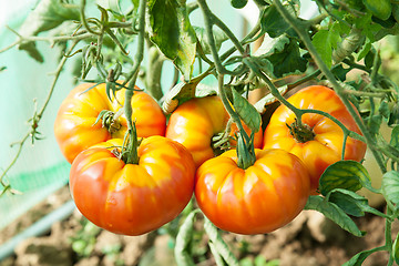 Image showing Organic tomatoes in a greenhouse