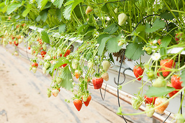 Image showing culture in a greenhouse strawberry and strawberries