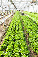 Image showing culture of organic salad in greenhouses