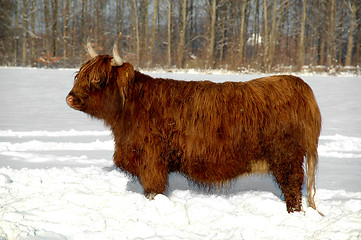 Image showing Cow in snow