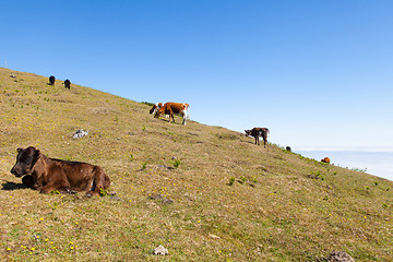 Image showing Cow and veal pasture in the mountains madeira