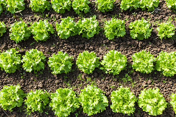 Image showing culture of organic salad in greenhouses