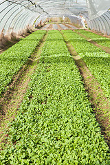 Image showing organic radish planting in greenhouses