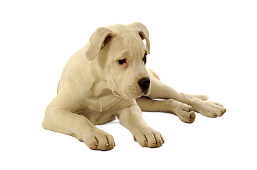 Image showing Sad puppy