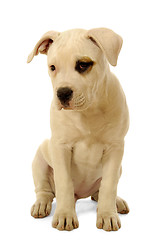 Image showing Puppy