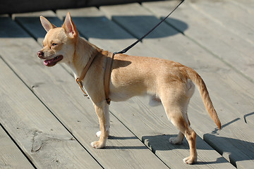 Image showing Chihuahua dog