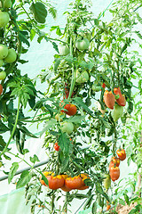 Image showing Organic tomatoes in a greenhouse